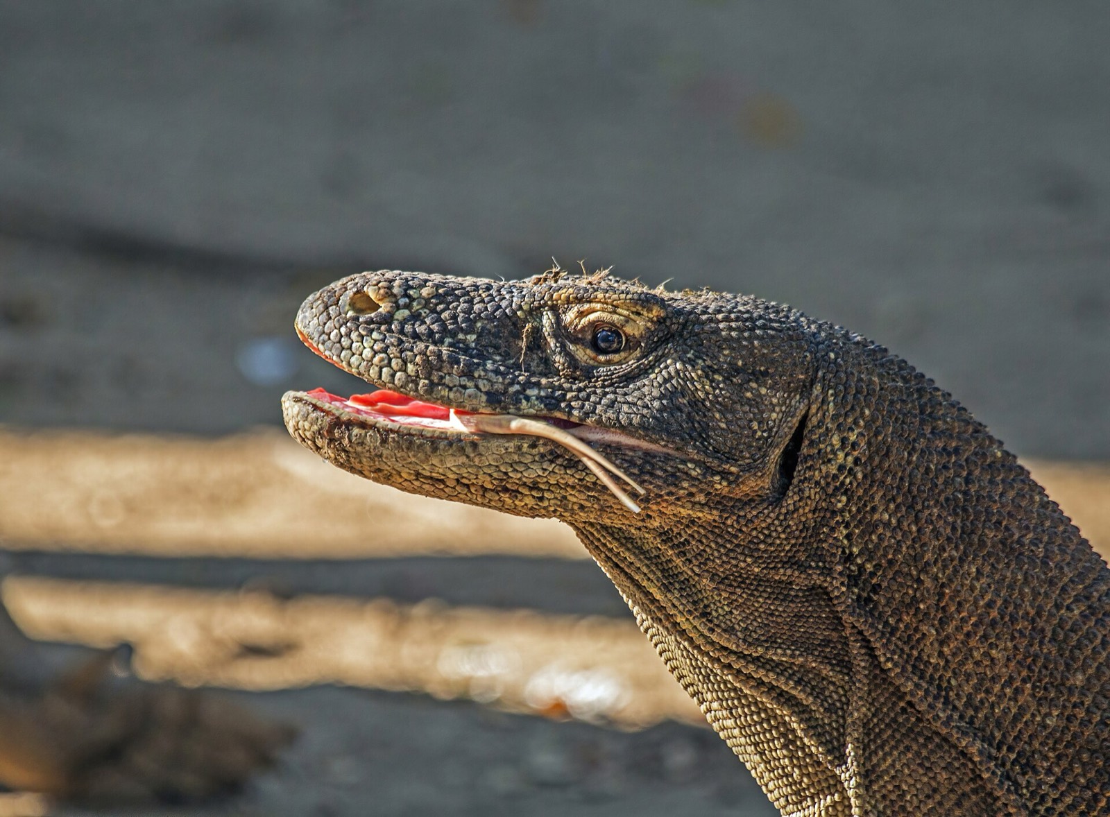Komodo — Lombok & Wschodnie wyspy